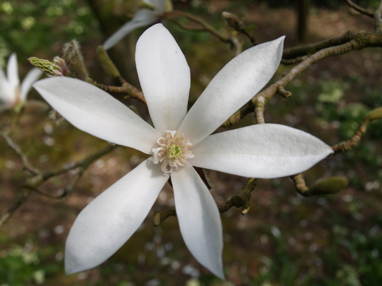 magnolia salicifolia